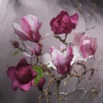 Magnolia #6 by Catherine Cattanach