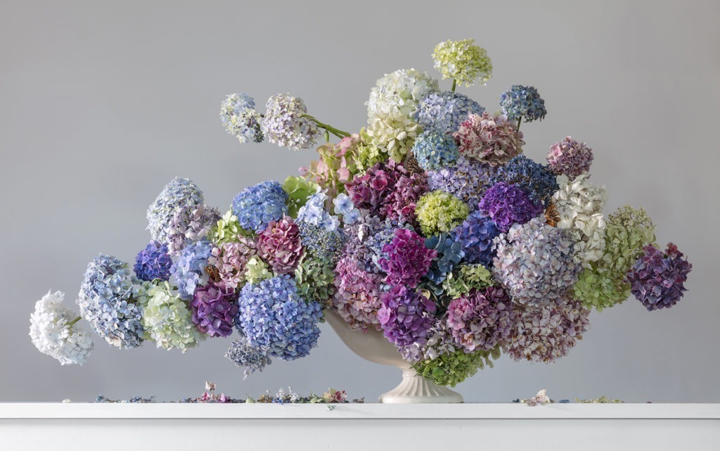 Nimbus Hydrangea by Emma Bass