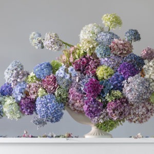 Nimbus Hydrangea by Emma Bass